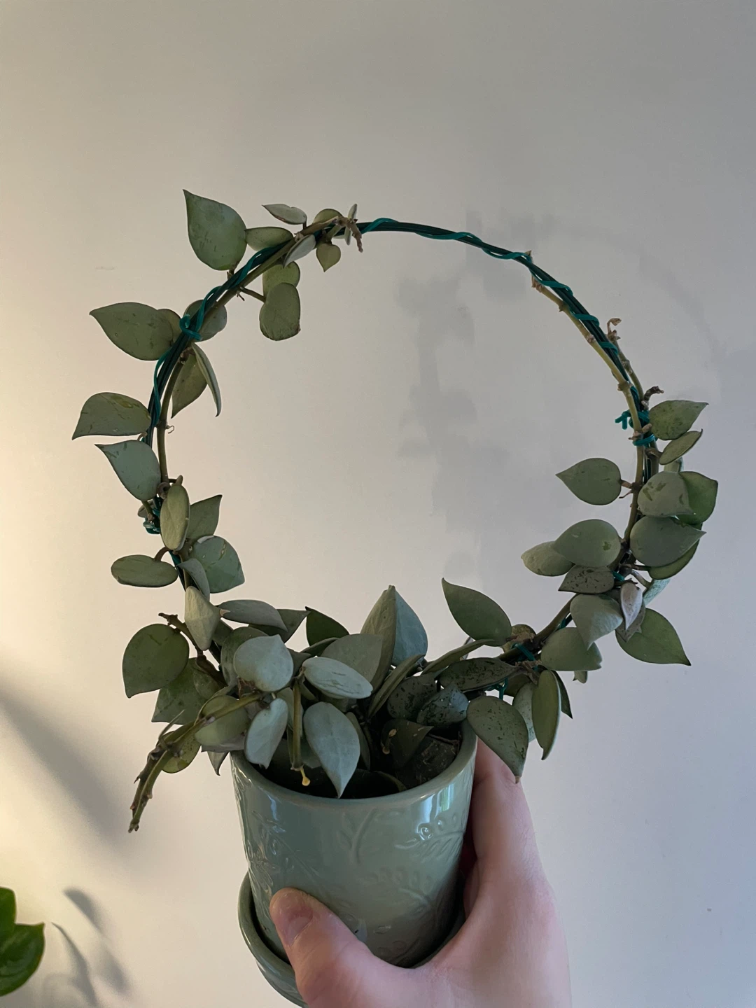 Hoya Krohniana 'Silver' (Eskimo) - With Peduncle 🌸