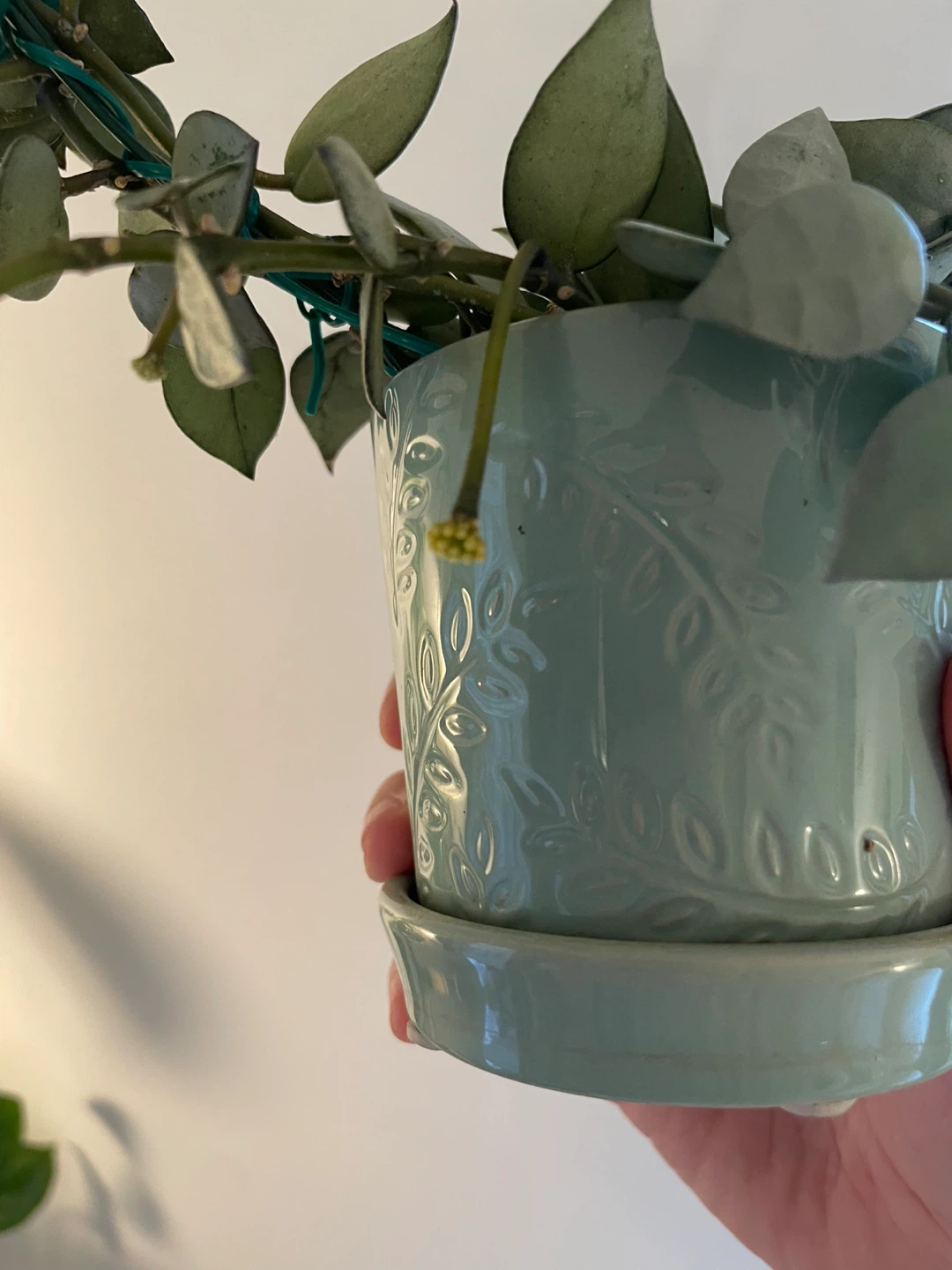 Hoya Krohniana 'Silver' (Eskimo) - With Peduncle 🌸 - photo 2