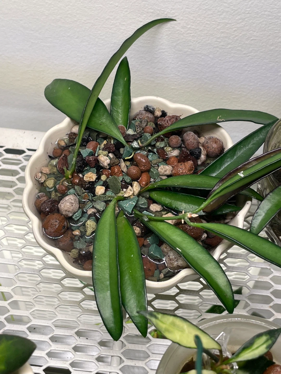 Hoya Wayetii (Dark Margins)