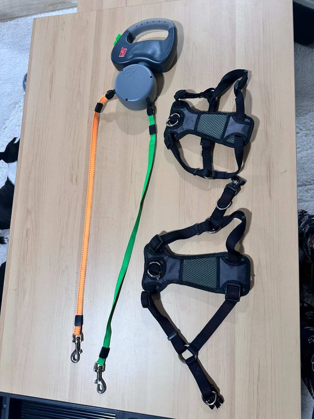 Dog Leashes & Harnesses Lot