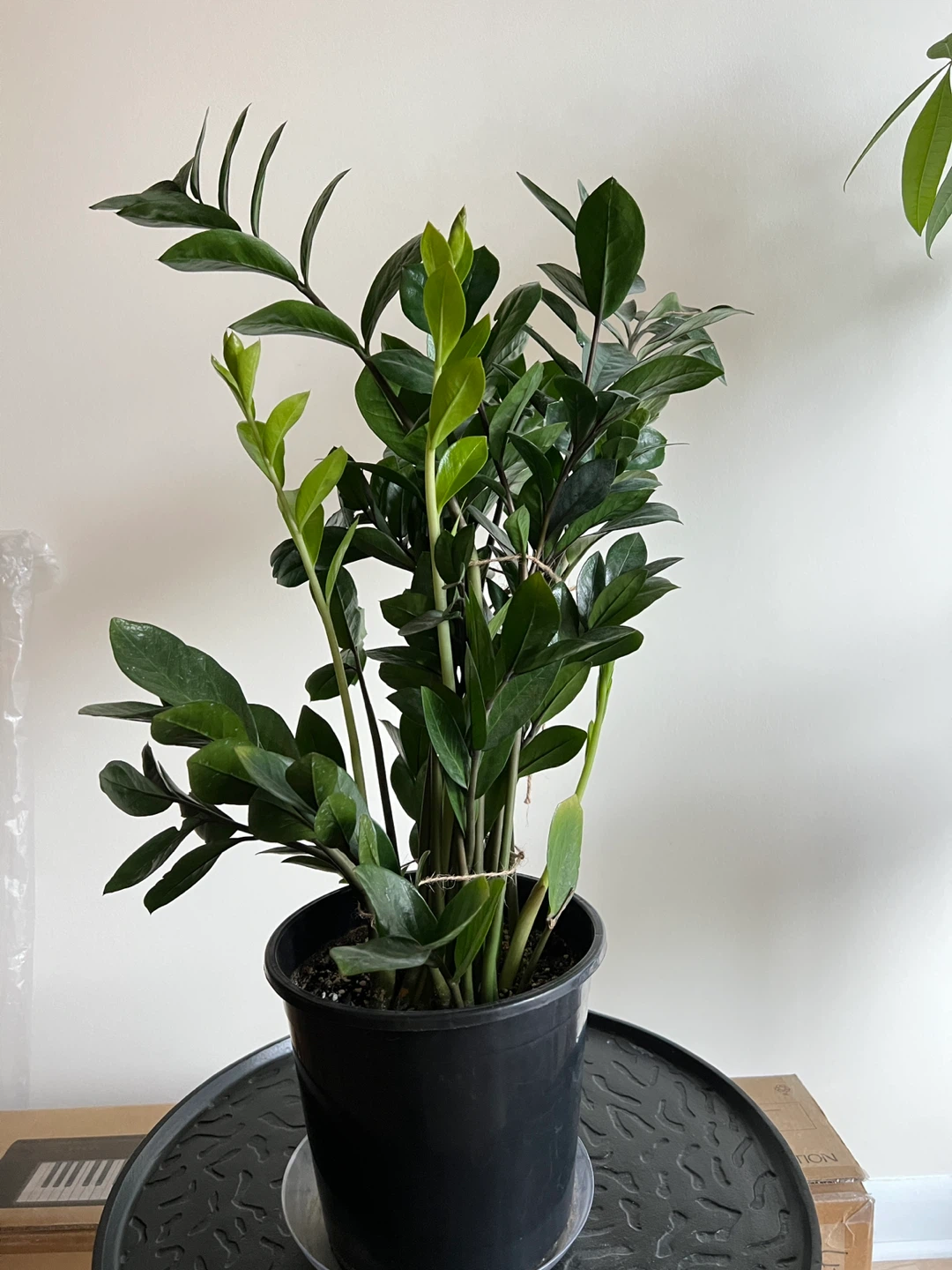 Large ZZ Plant