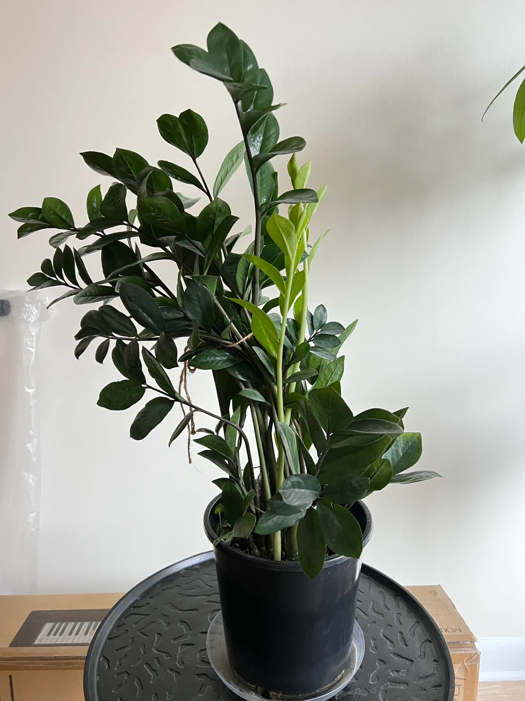 Large ZZ Plant - photo 2