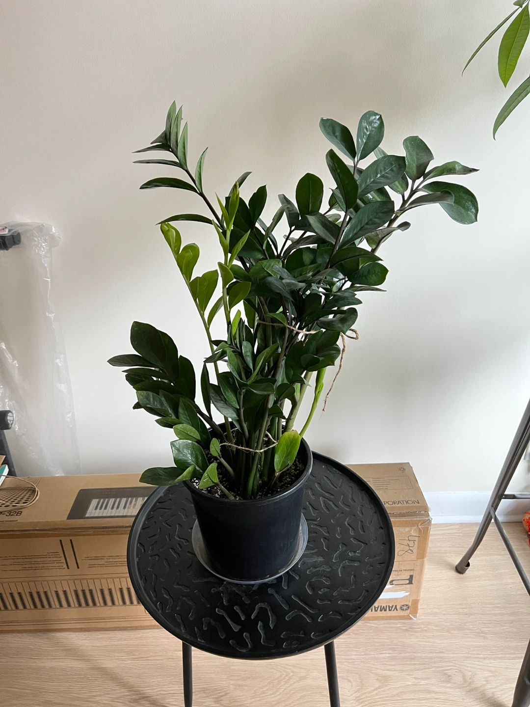 Large ZZ Plant - photo 4