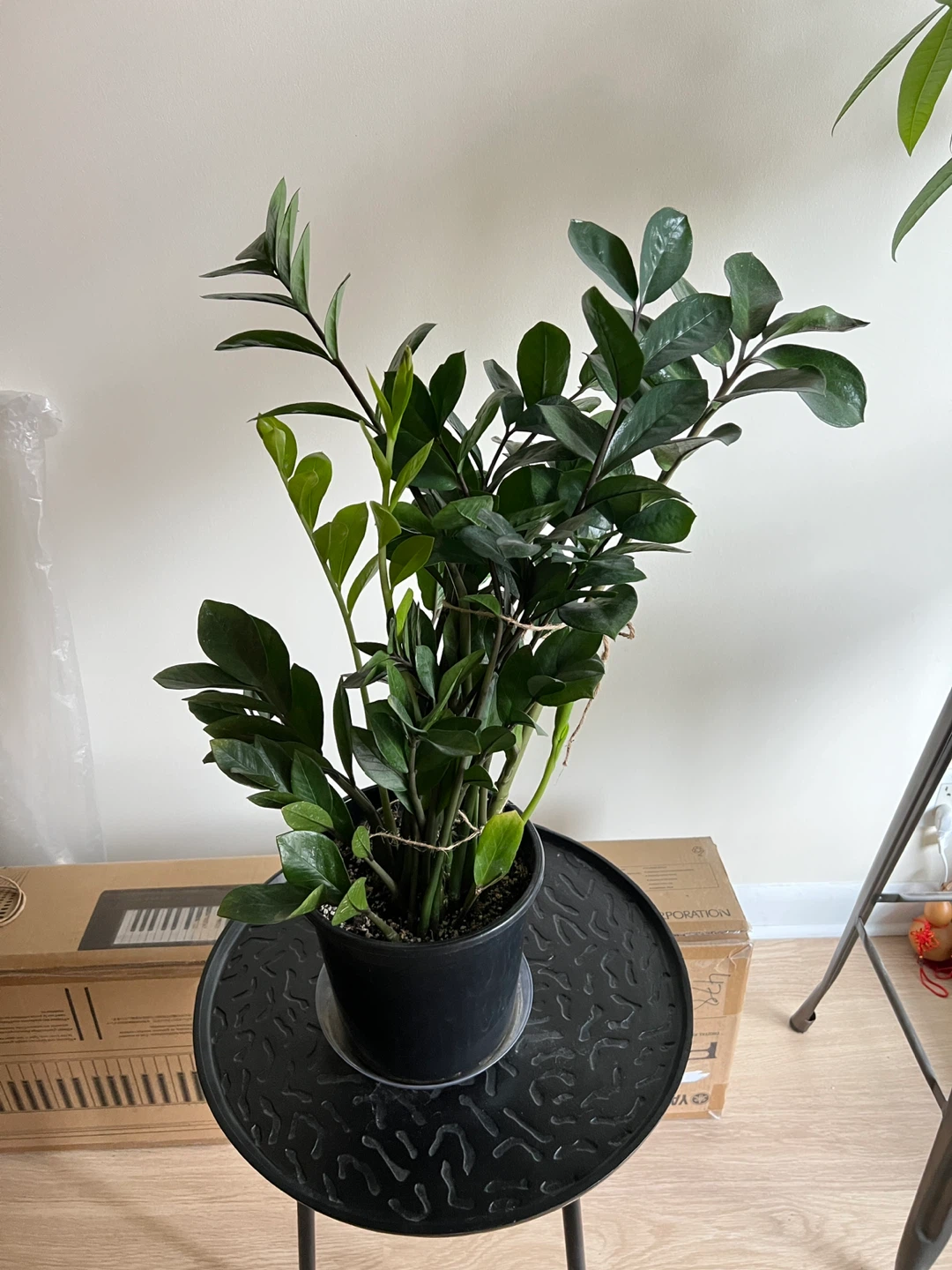 Large ZZ Plant - photo 5
