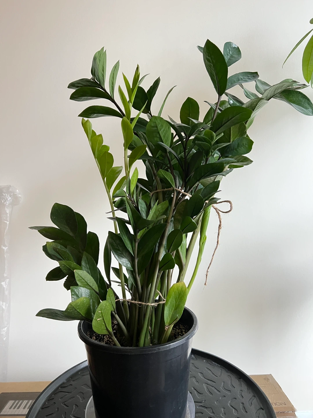 Large ZZ Plant - photo 3