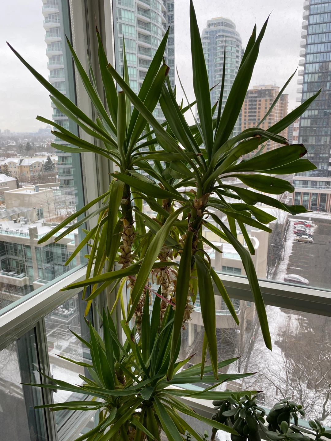 Potted Yucca Plant
