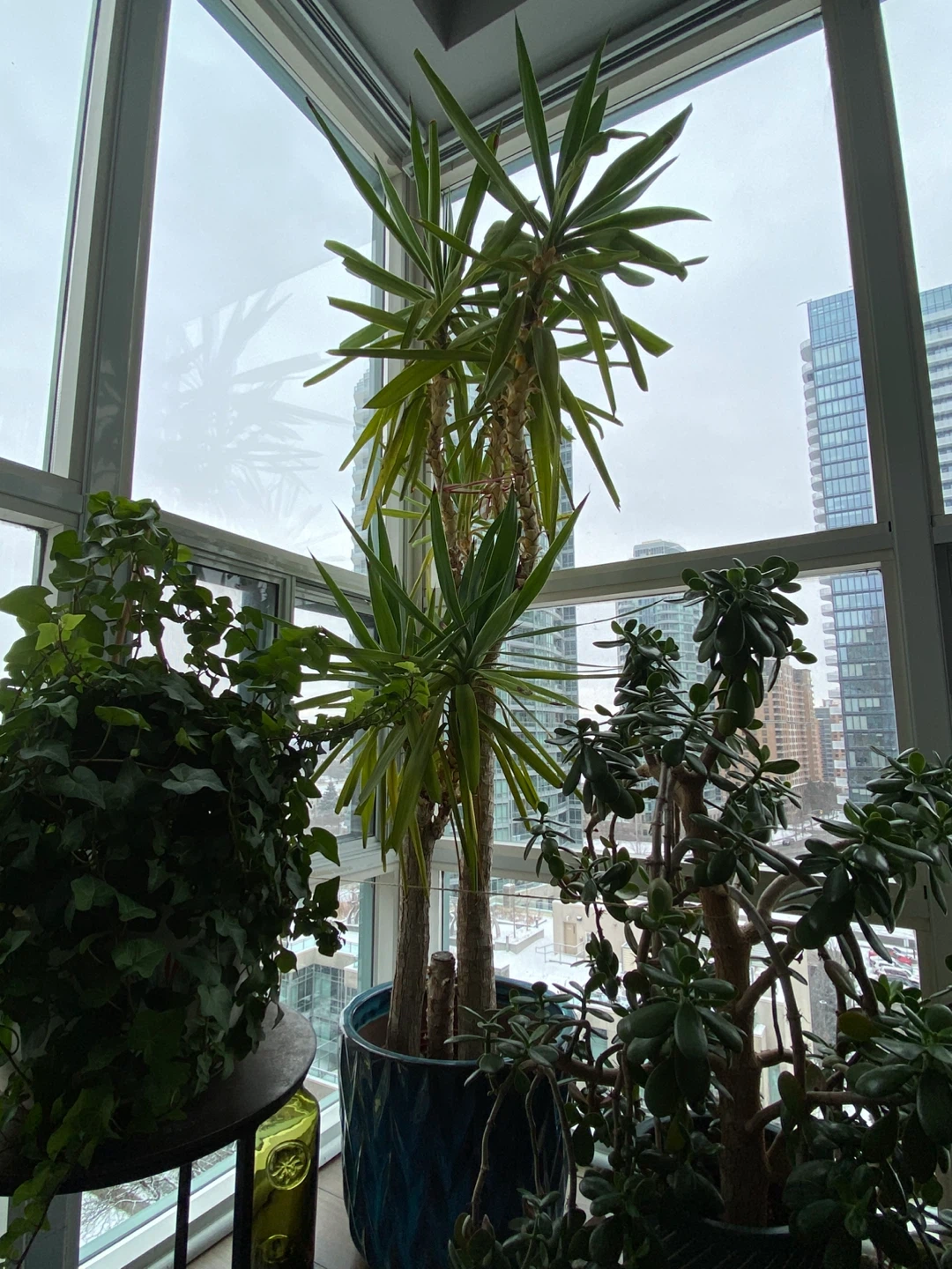 Potted Yucca Plant - photo 3
