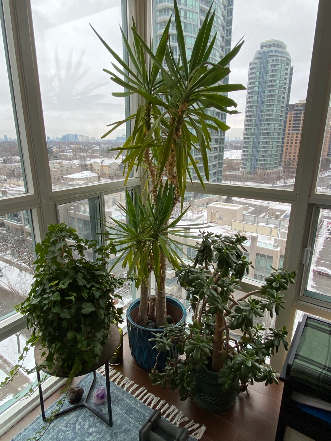 Potted Yucca Plant - photo 2