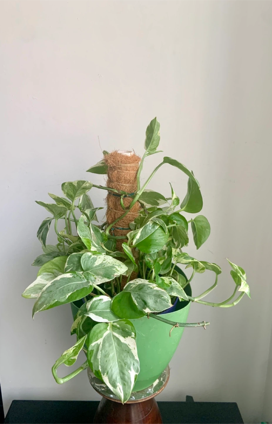 Pearl and Jade Pothos and climbing Coco Coir Pole - photo 3