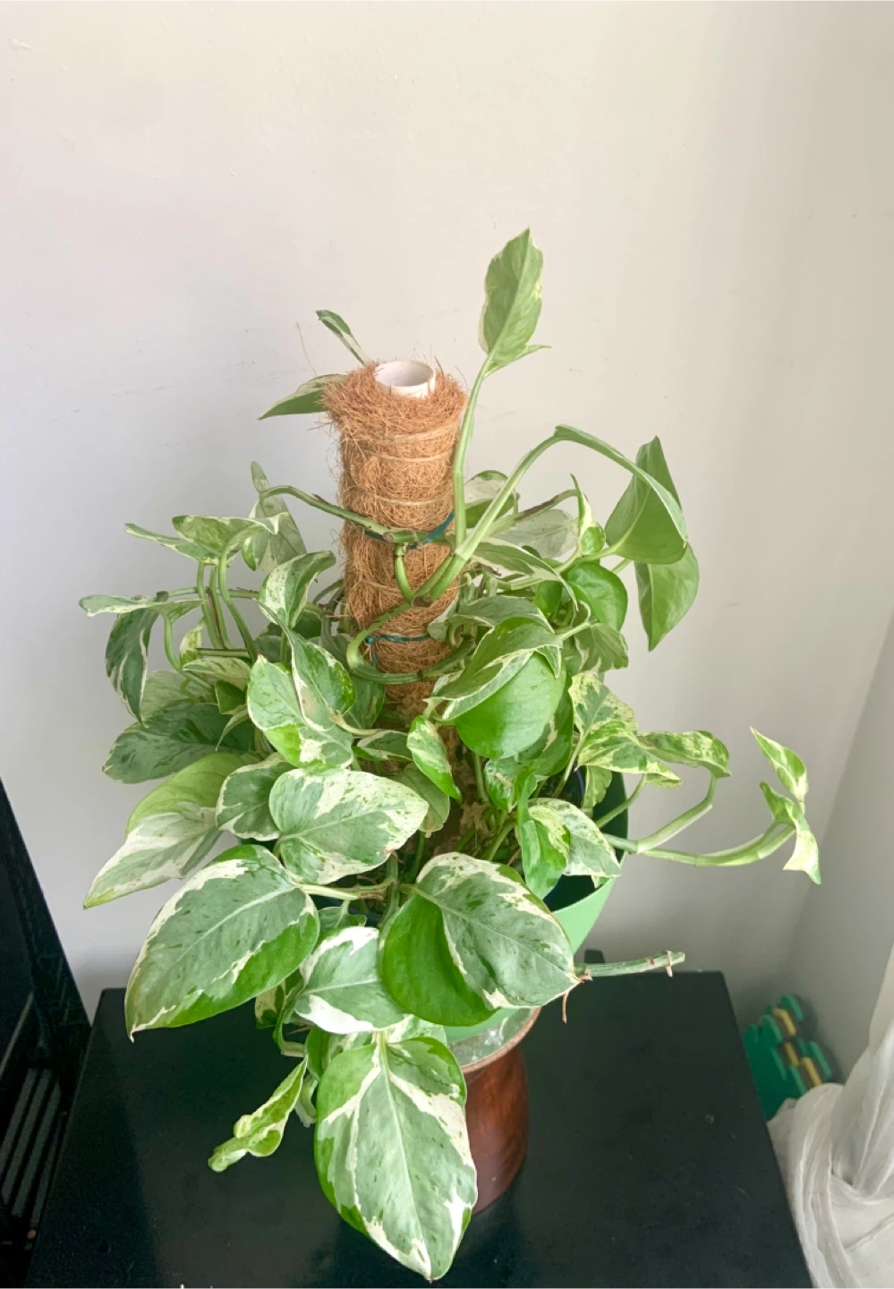 Pearl and Jade Pothos and climbing Coco Coir Pole - photo 2