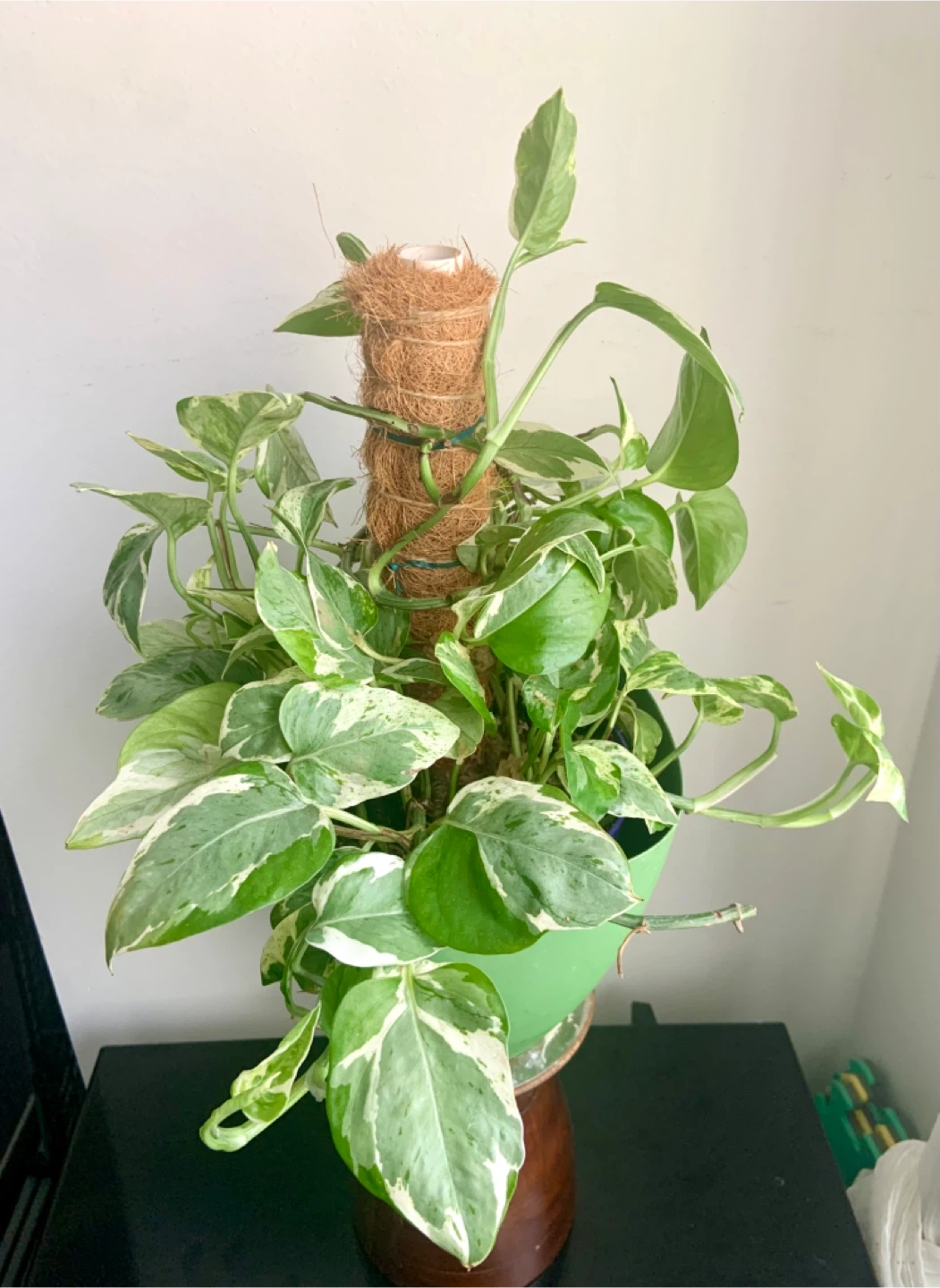 Pearl and Jade Pothos and climbing Coco Coir Pole