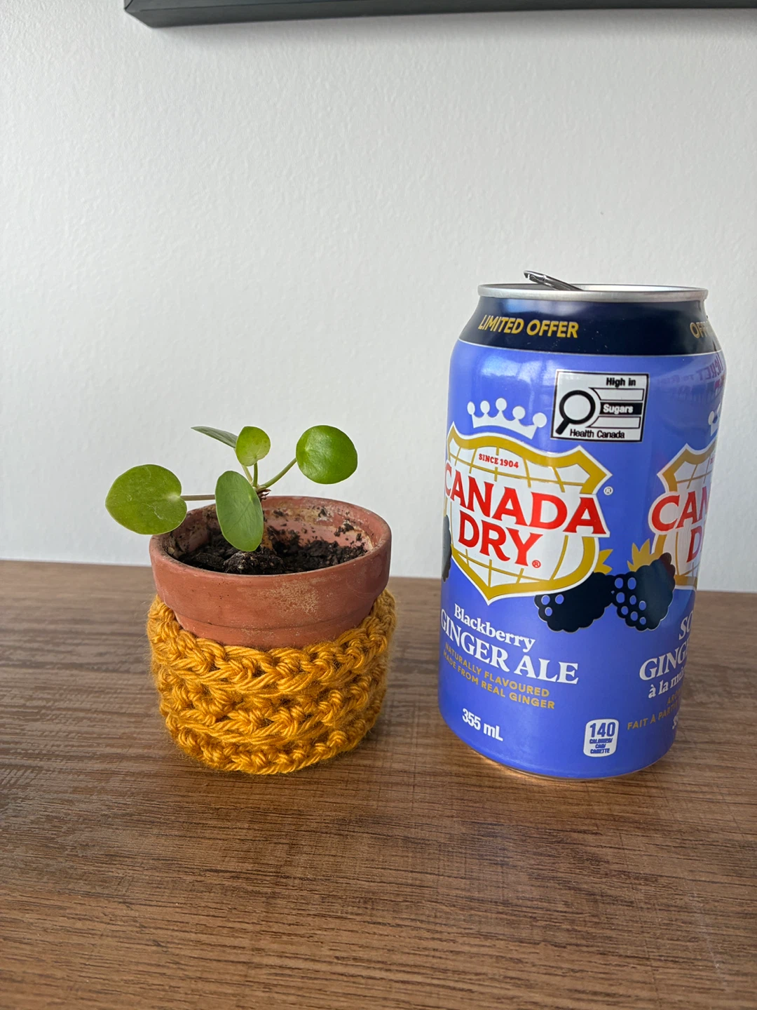 Pilea Plant in Pot w/ hand Crocheted Cover - photo 3