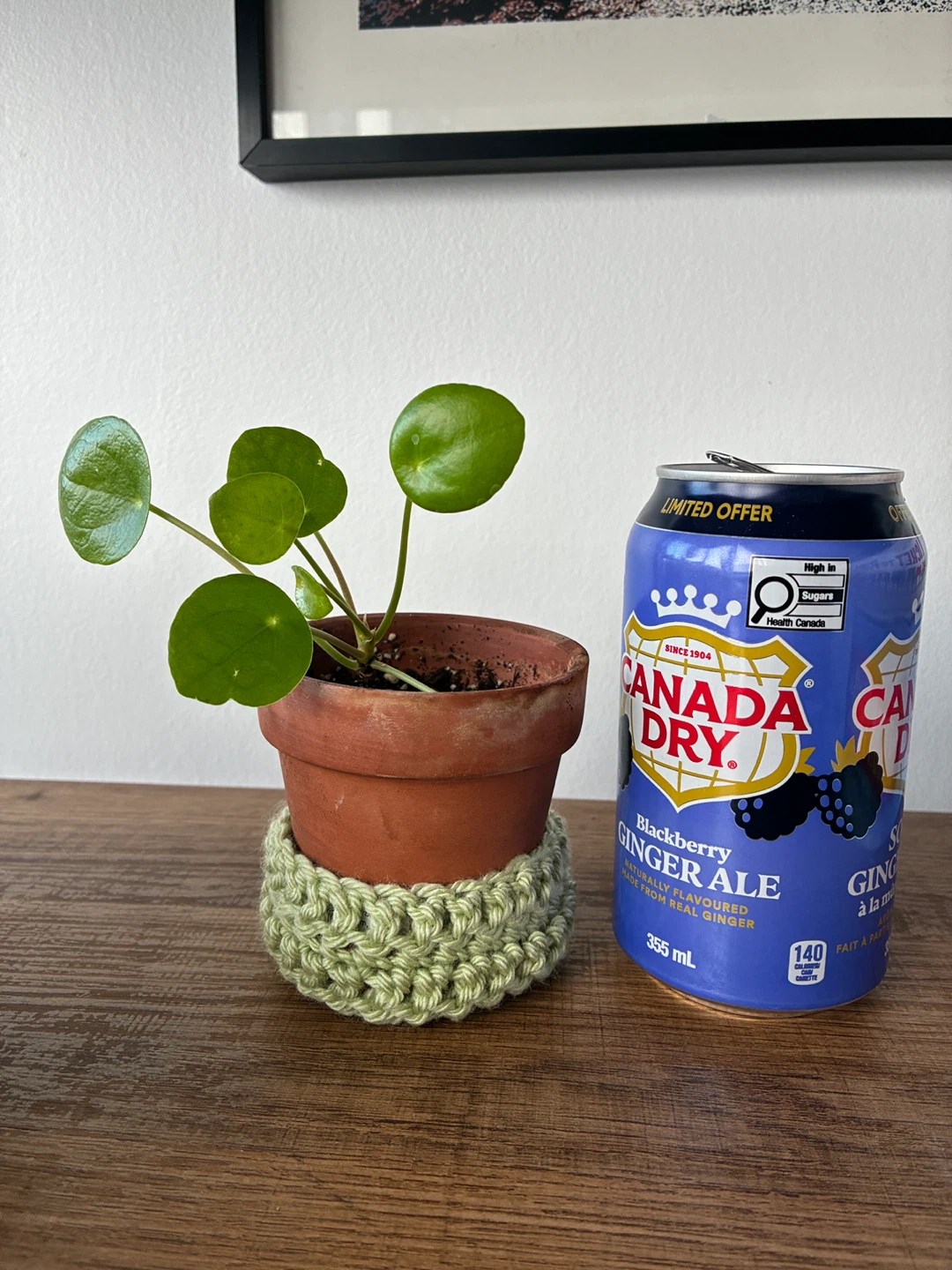 Pilea Plant in Pot w/ hand Crocheted Cover - photo 2