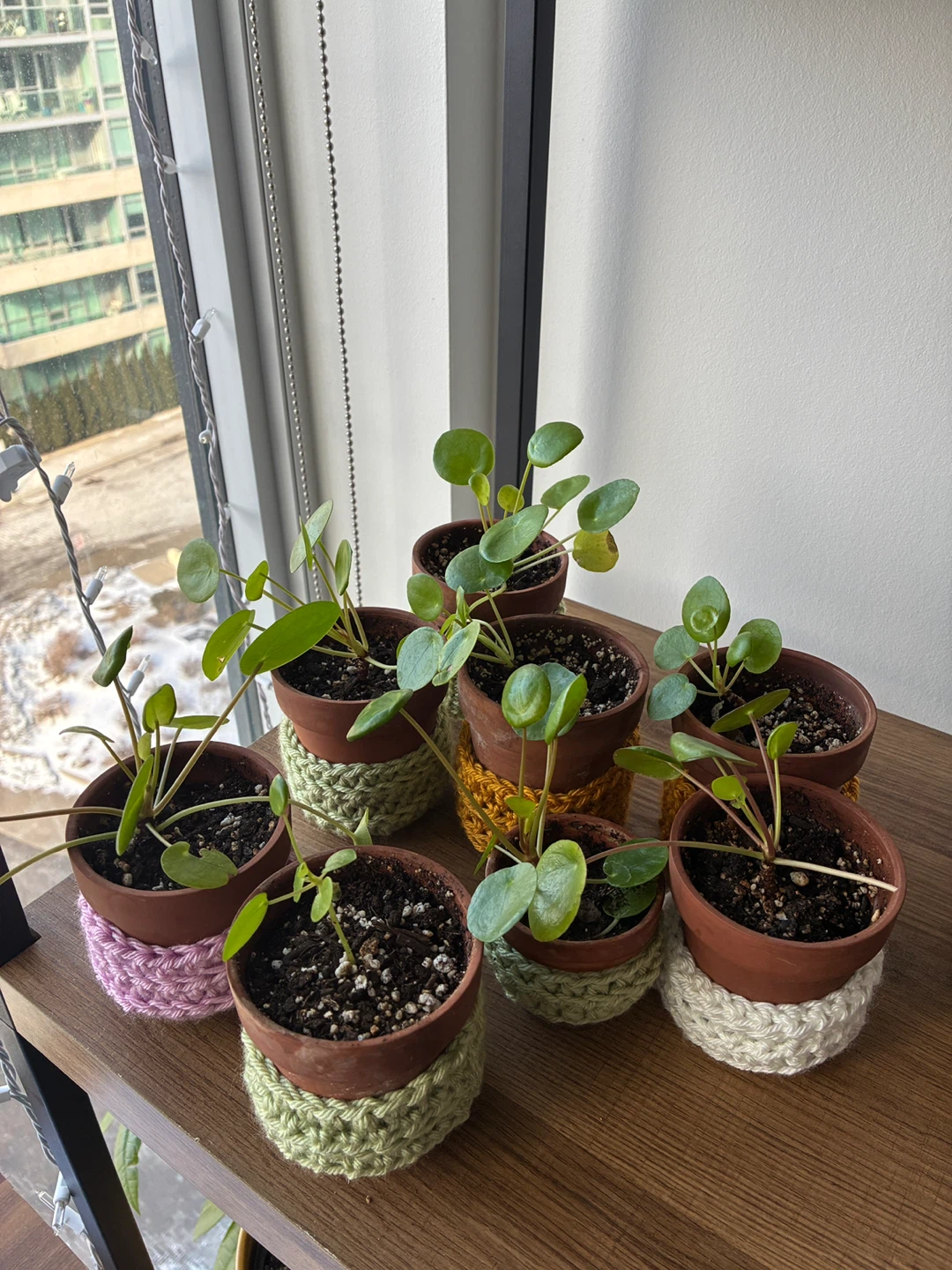 Pilea Plant in Pot w/ hand Crocheted Cover - photo 5