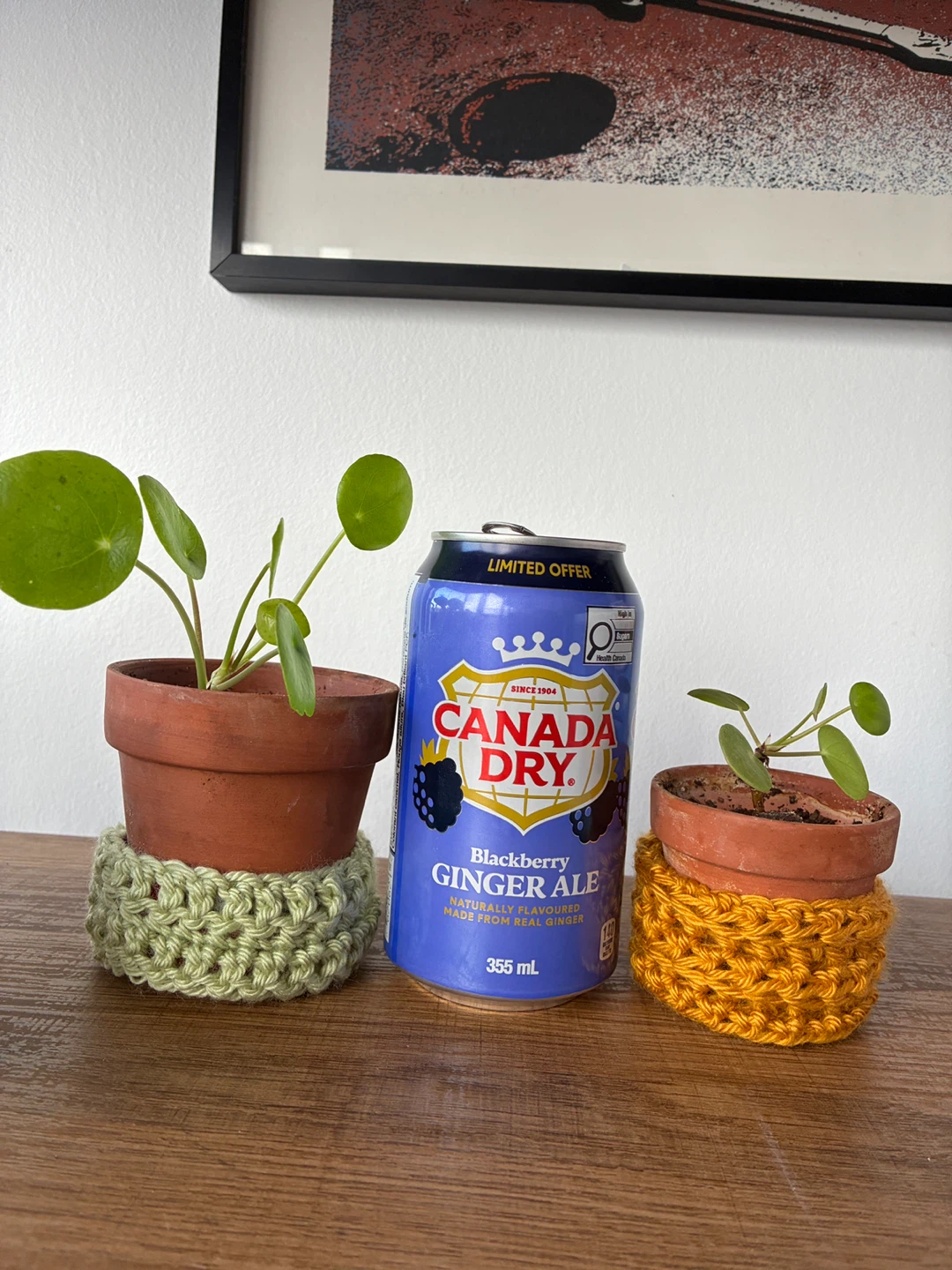Pilea Plant in Pot w/ hand Crocheted Cover - photo 4