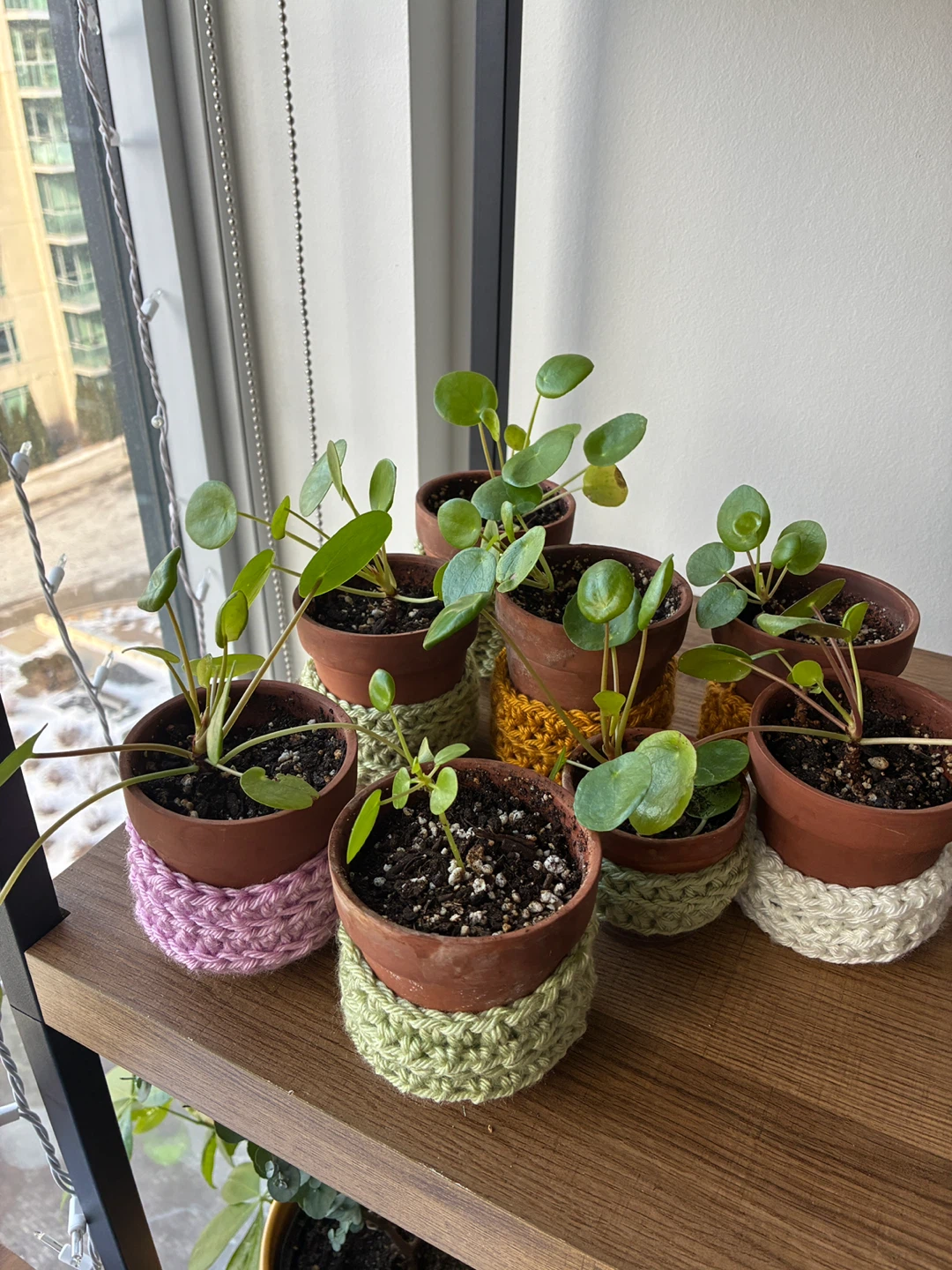Pilea Plant in Pot w/ hand Crocheted Cover