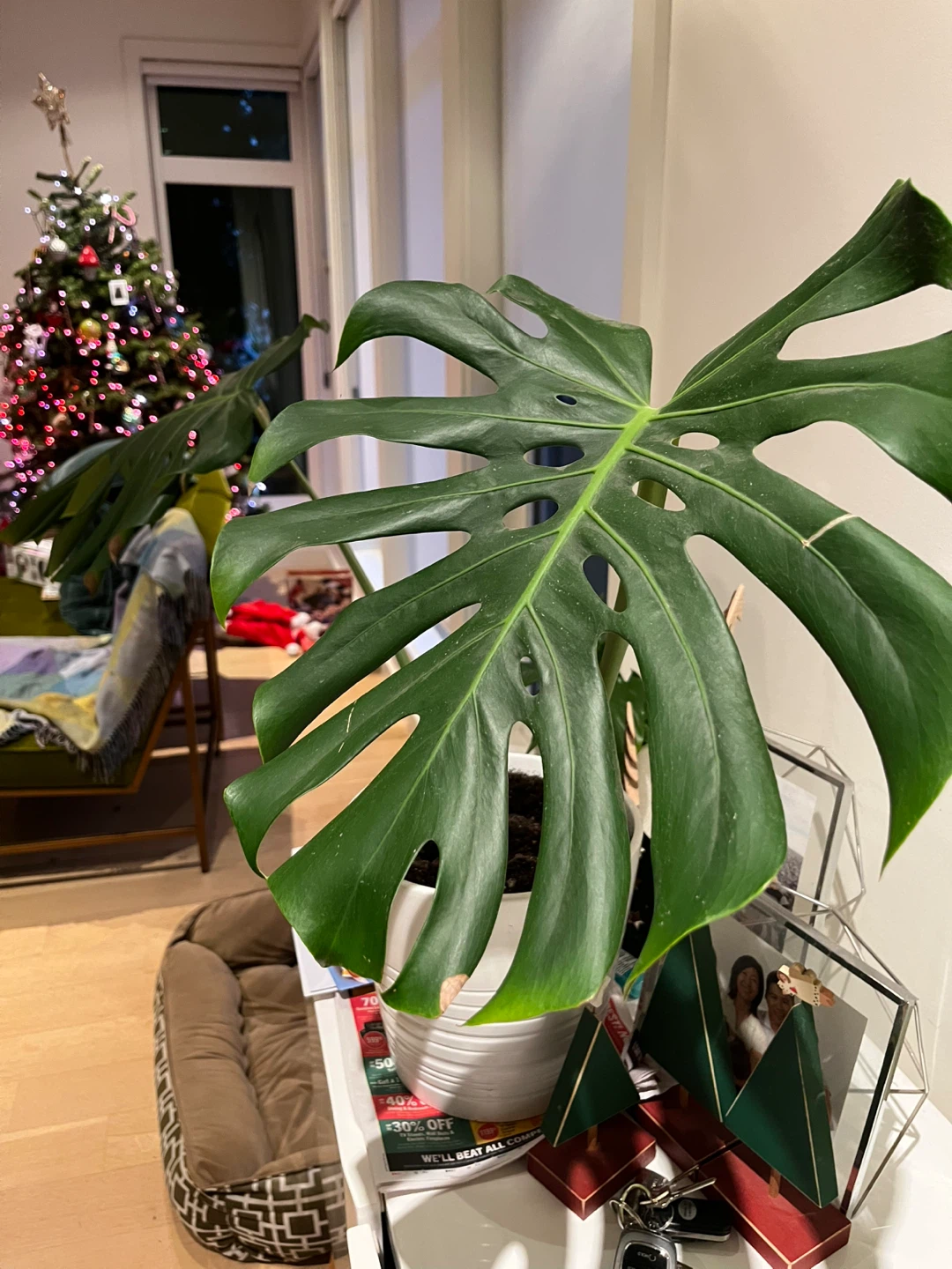 Monstera plant