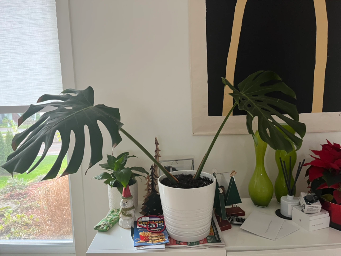 Monstera plant - photo 2