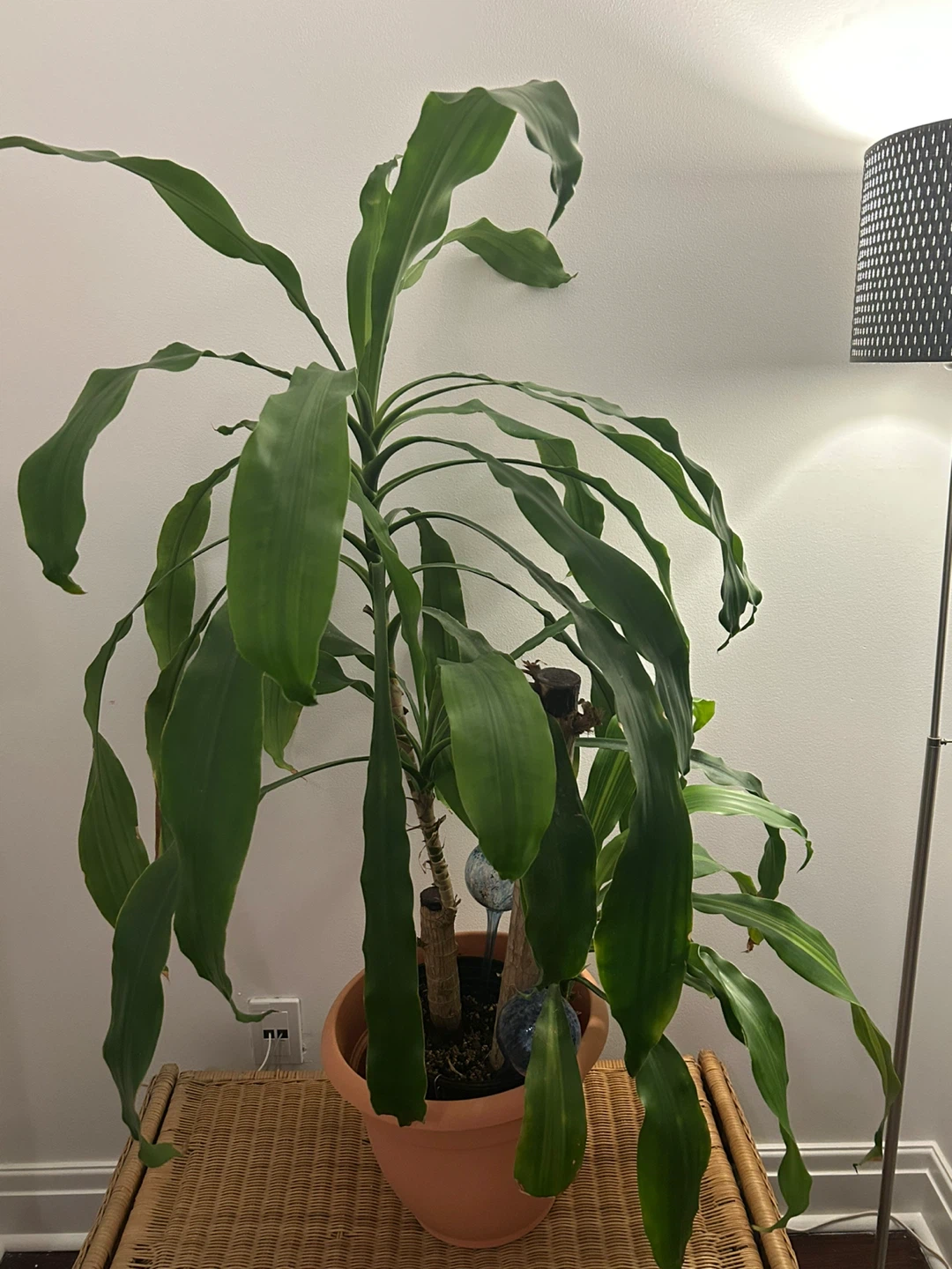 Potted Dracaena Fragrans Plant