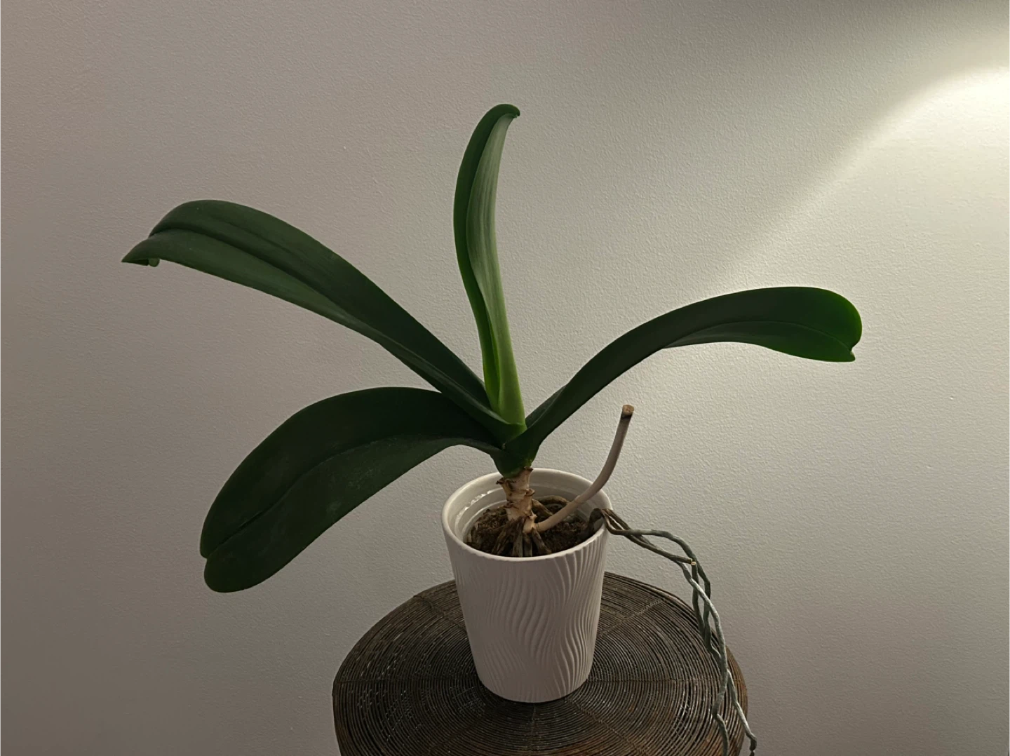 Potted Dracaena Fragrans Plant - photo 5