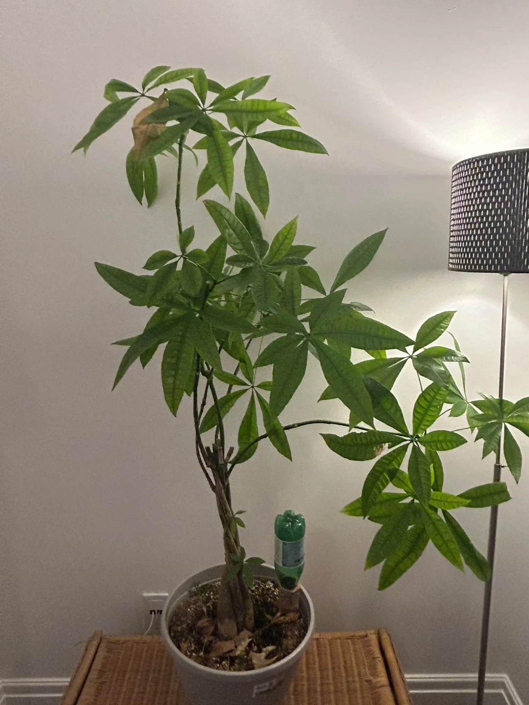 Potted Dracaena Fragrans Plant - photo 2