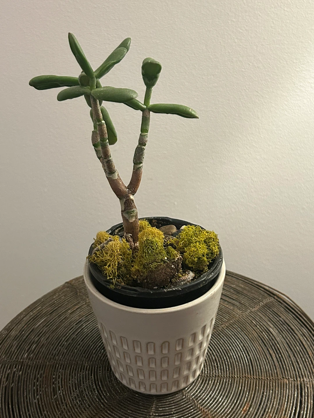 Money Tree in Pot - photo 3