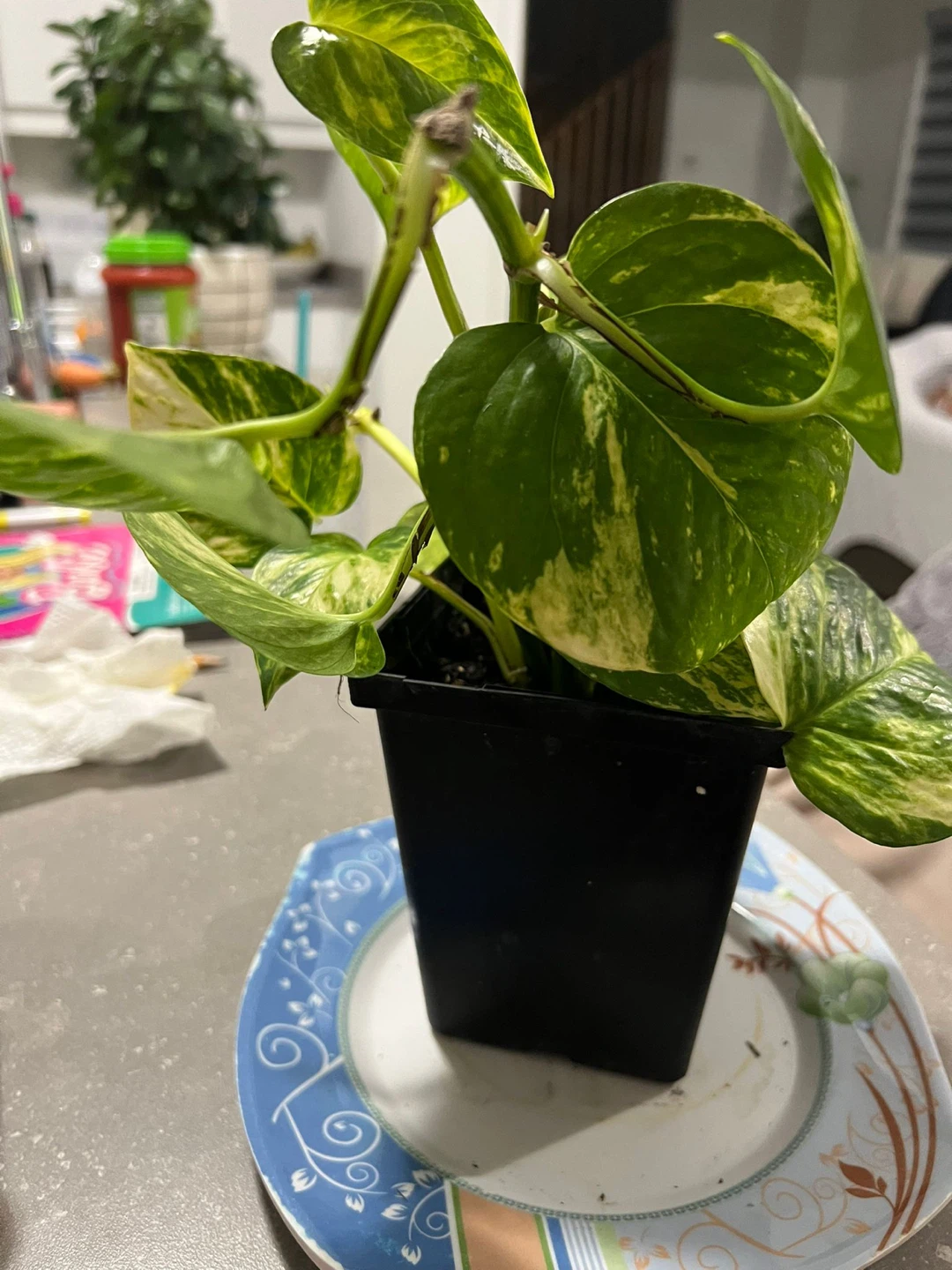 Pothos Plant in Black Pot - photo 5