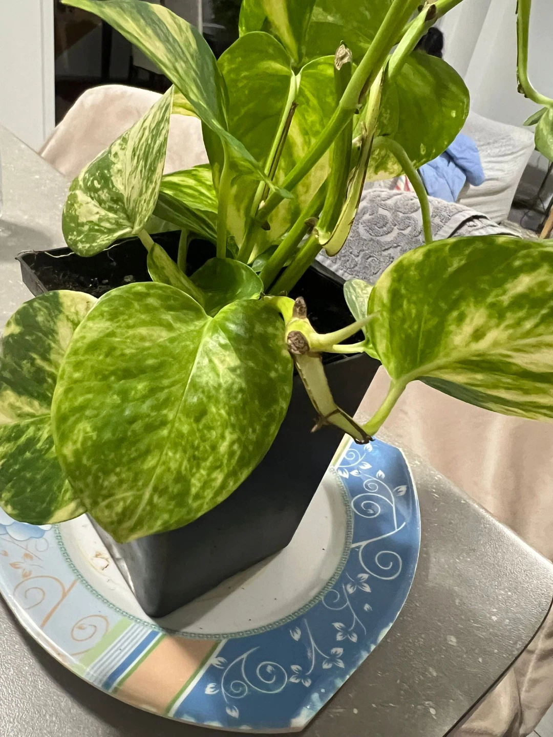 Pothos Plant in Black Pot - photo 4