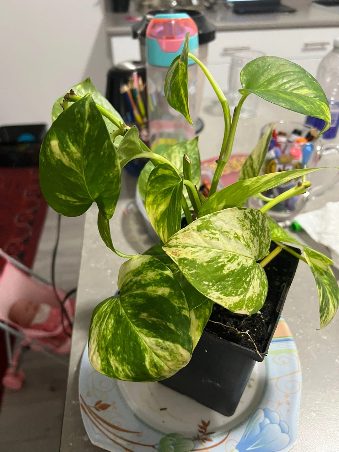 Pothos Plant in Black Pot - photo 2