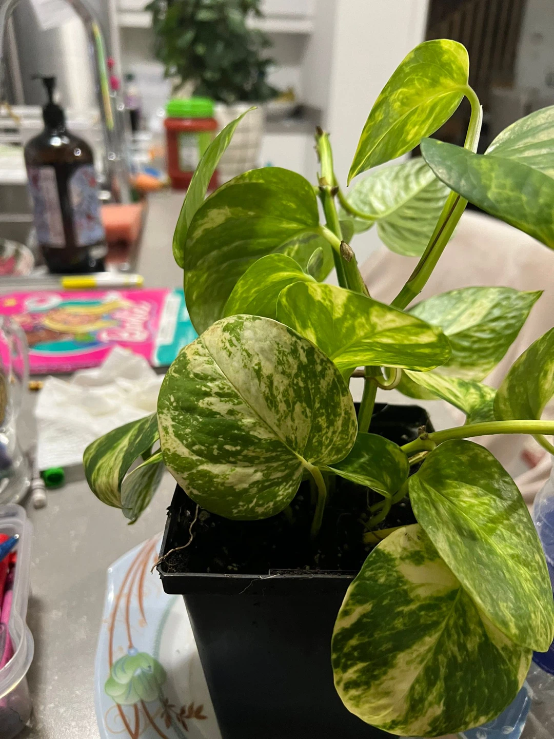 Pothos Plant in Black Pot - photo 3