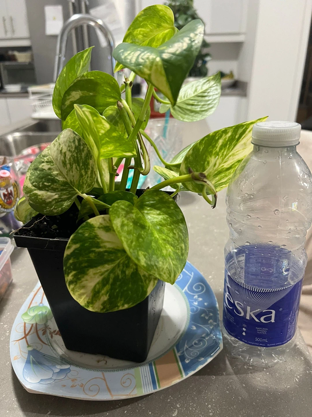 Pothos Plant in Black Pot