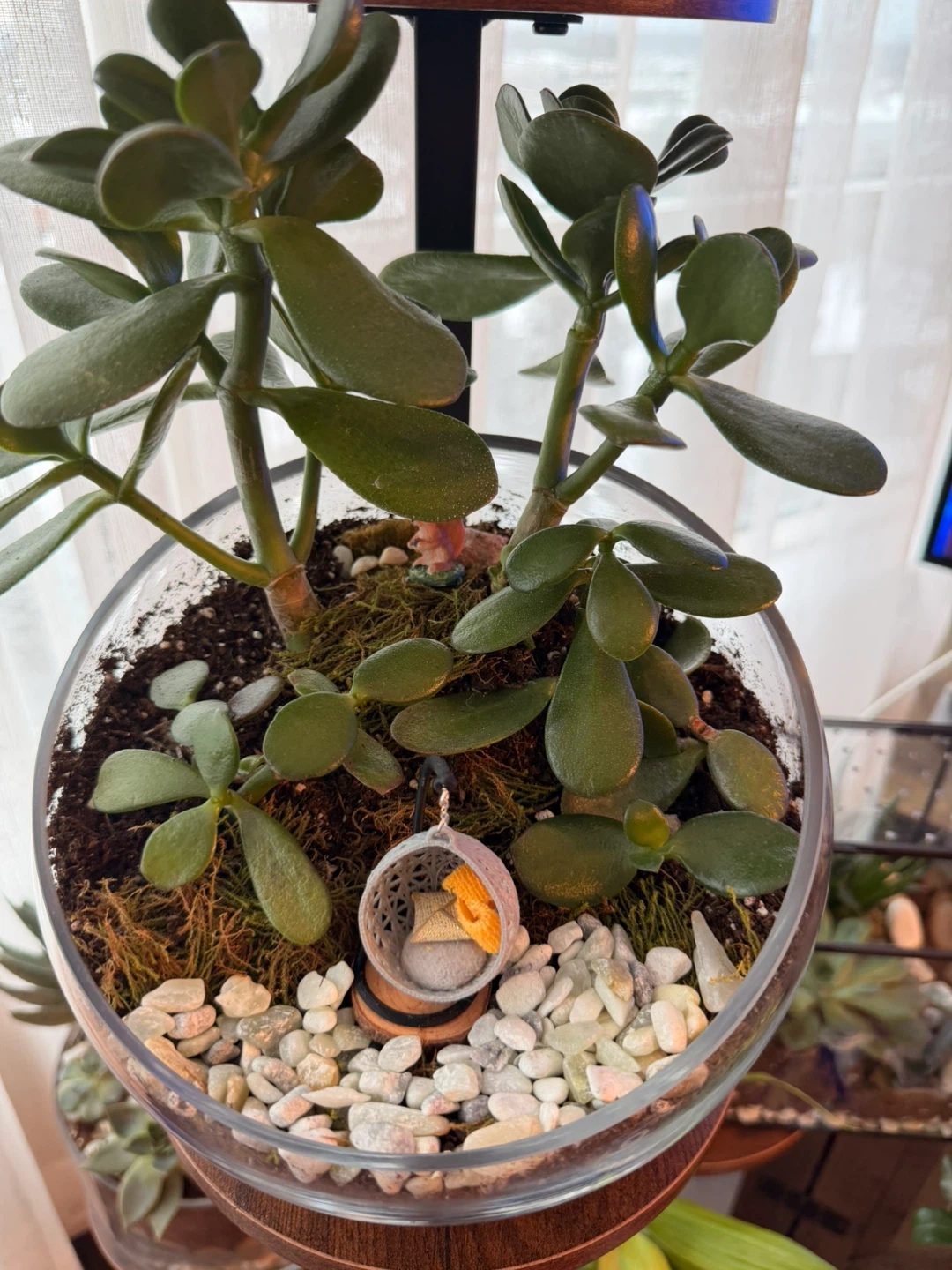 Jade Plant Terrarium🏆