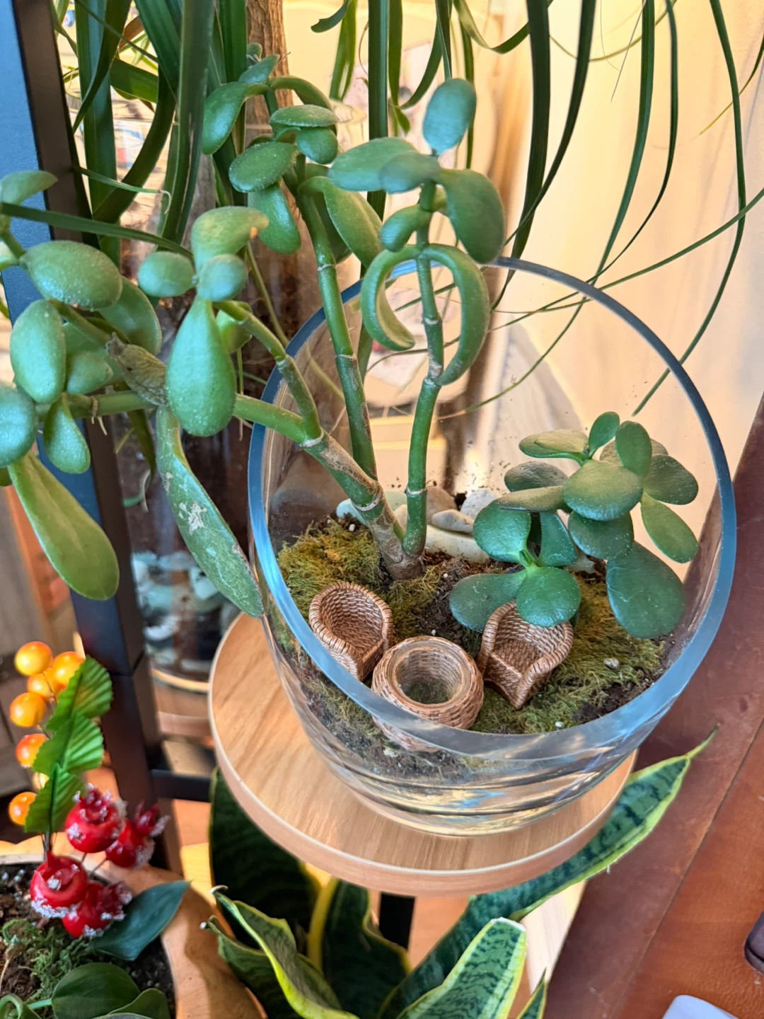 Jade Plant Terrarium with Mini Chairs