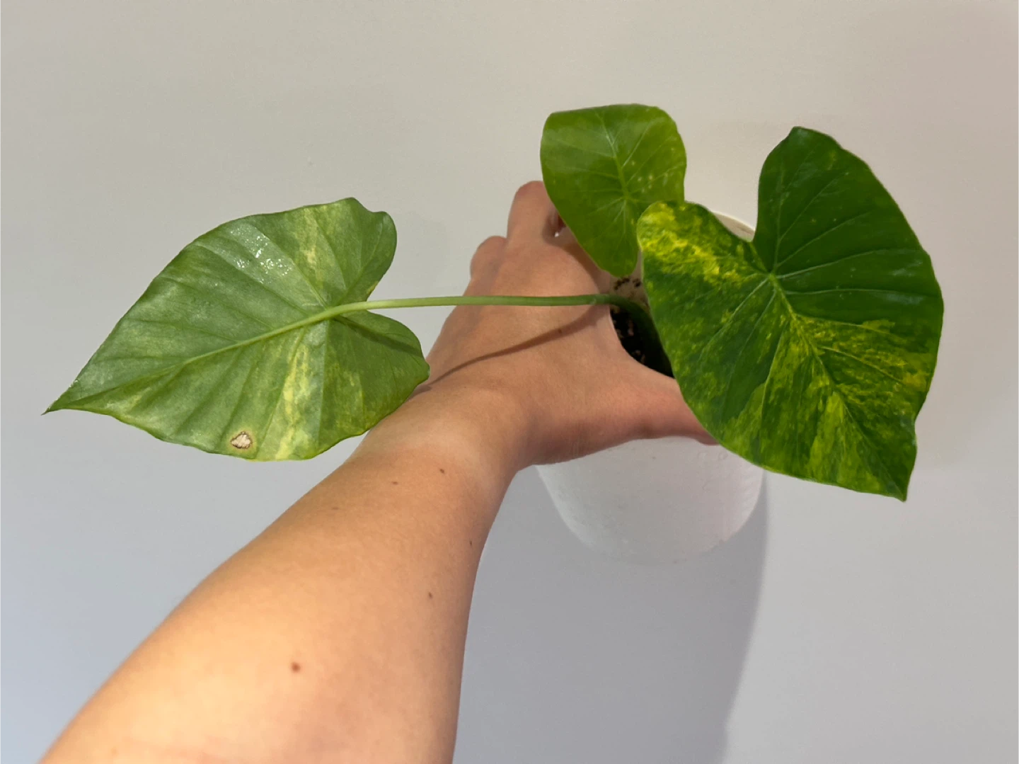 Alocasia Gaganea Aurea Plant Medium - photo 3