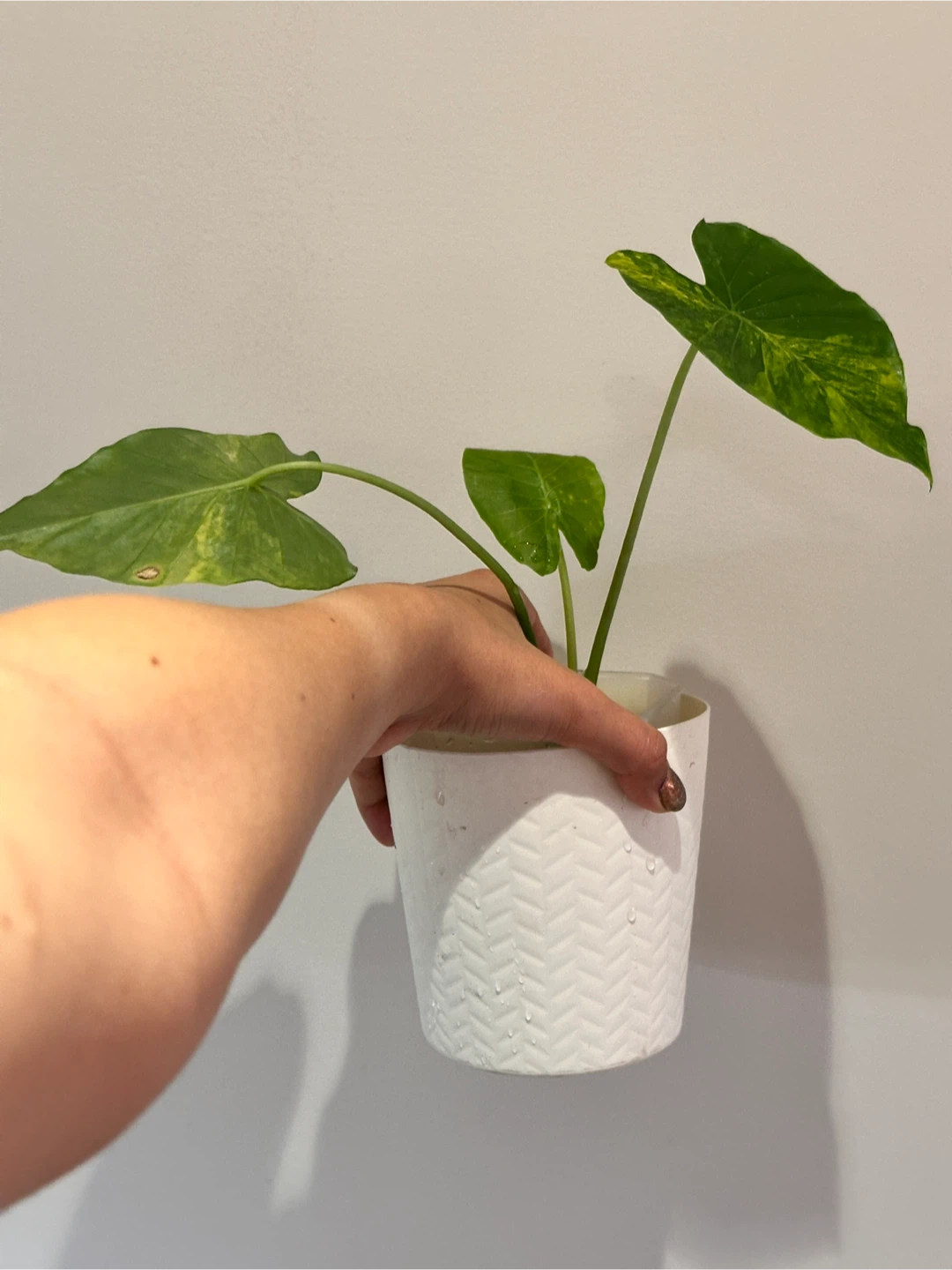 Alocasia Gaganea Aurea Plant Medium - photo 2