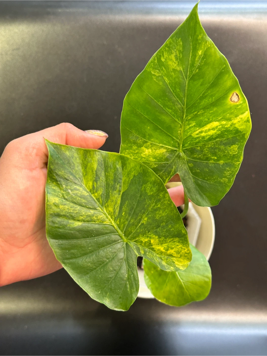 Alocasia Gaganea Aurea Plant Medium