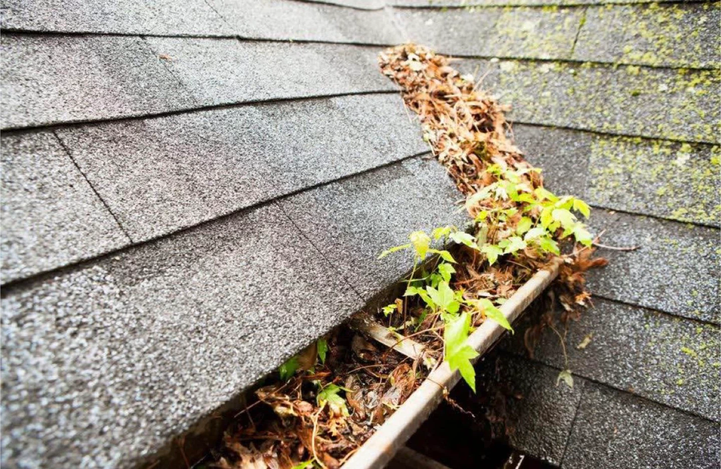 Gutter cleaning services