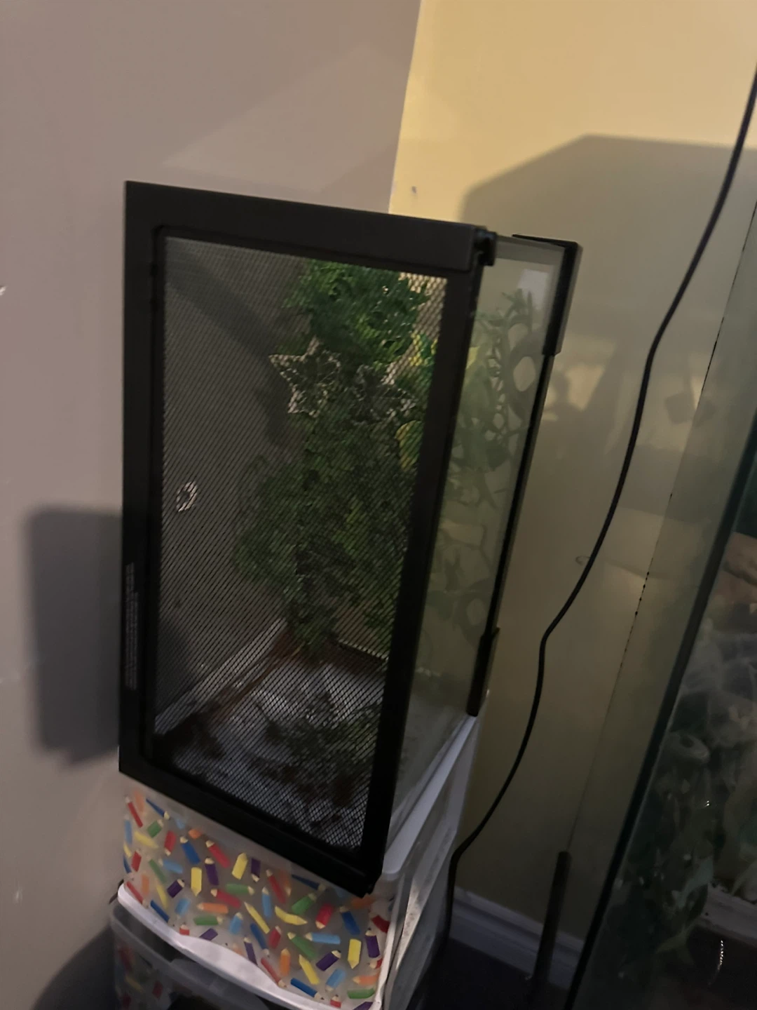 Reptile Enclosure