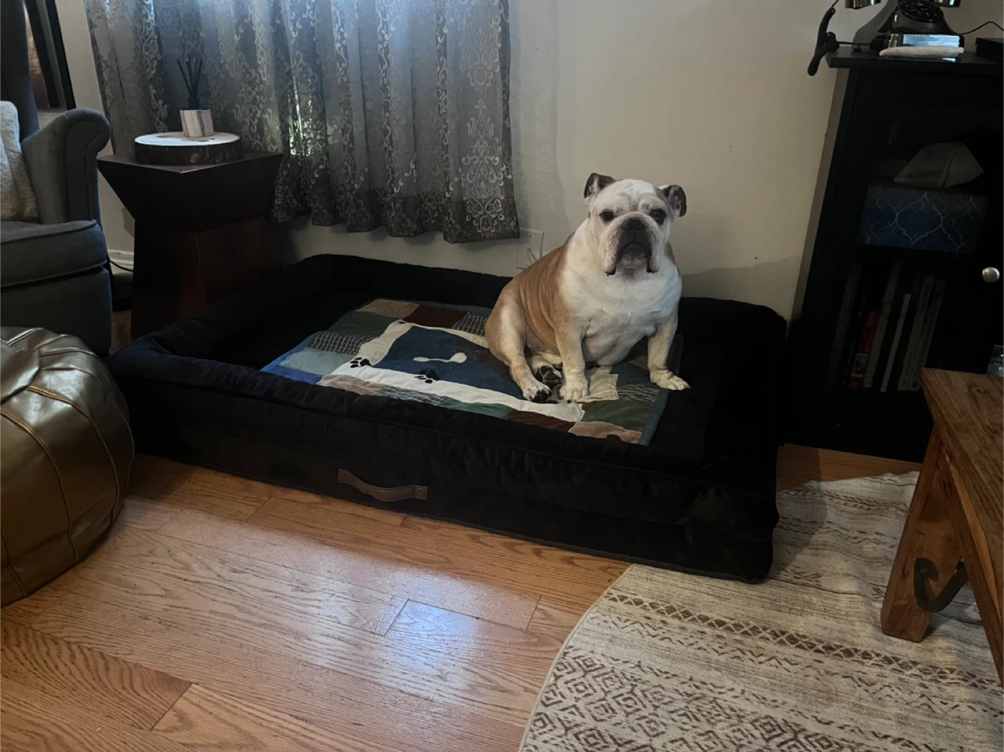 Upvilla Orthopedic Dog Bed, Black, XX-Large - photo 4