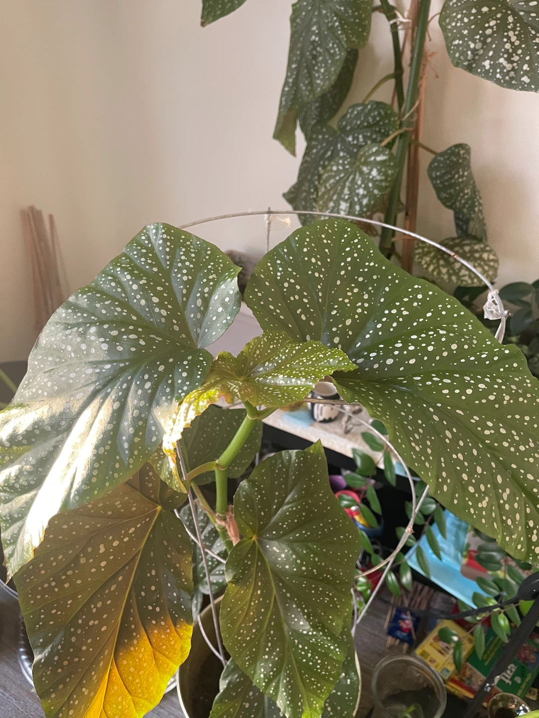 34 inch Polka Dot Begonia Plant - photo 4