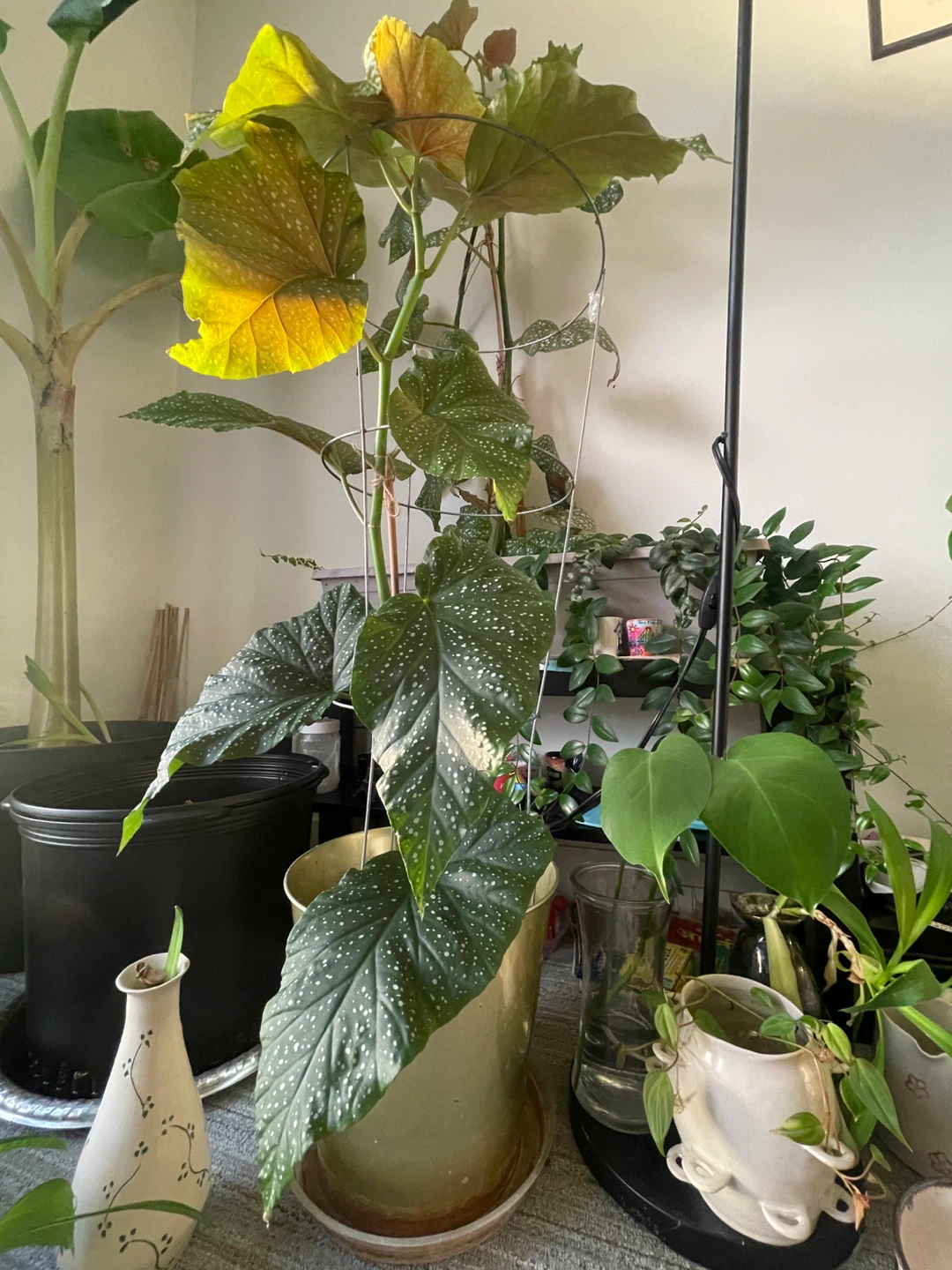 34 inch Polka Dot Begonia Plant - photo 5
