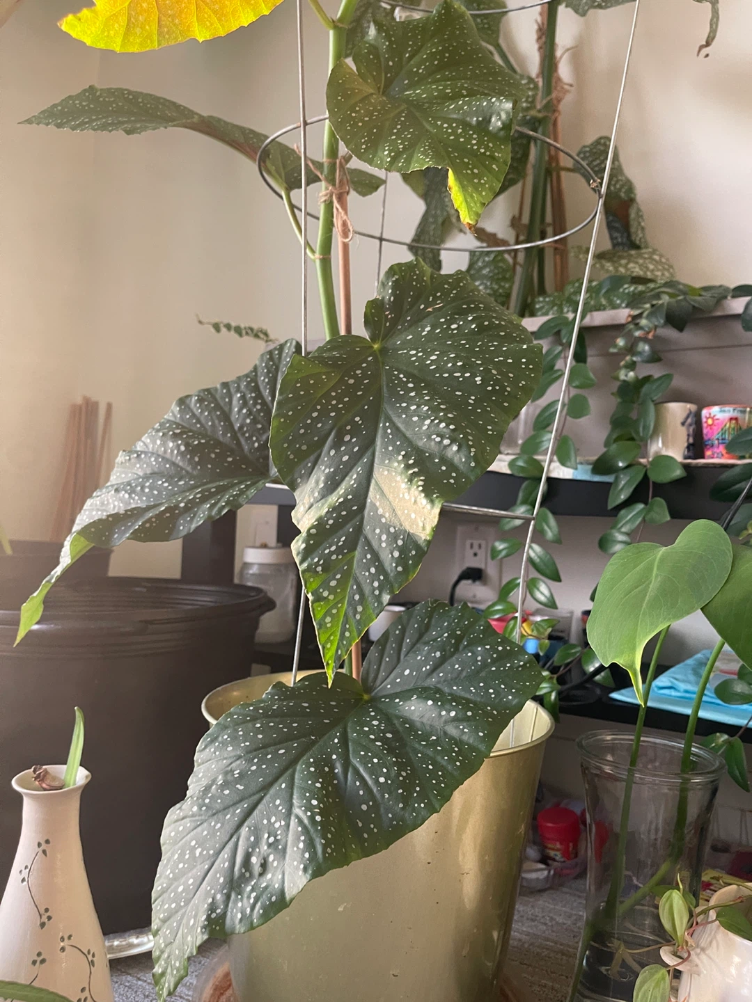 34 inch Polka Dot Begonia Plant