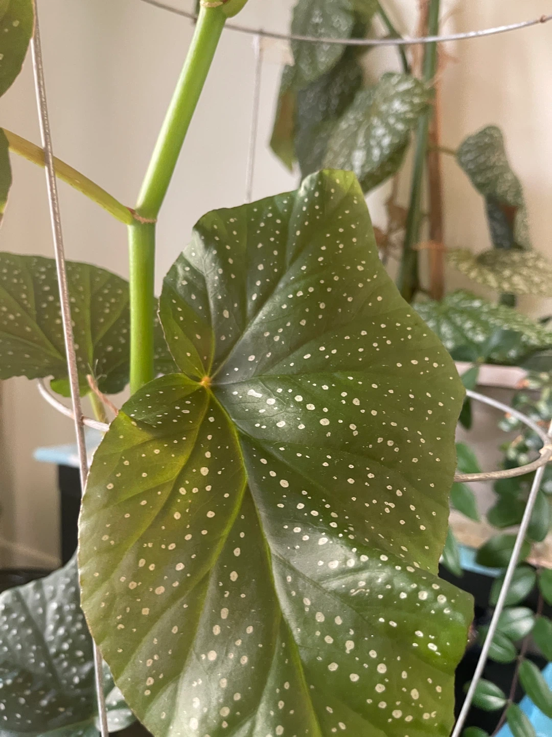 34 inch Polka Dot Begonia Plant - photo 3