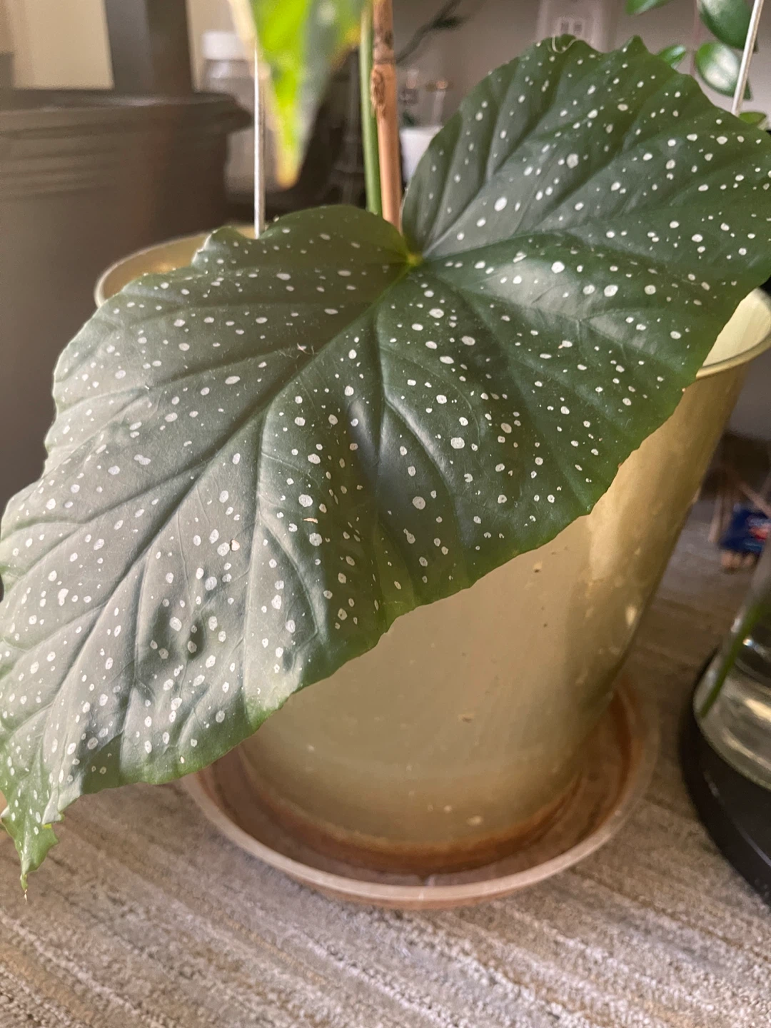 34 inch Polka Dot Begonia Plant - photo 2