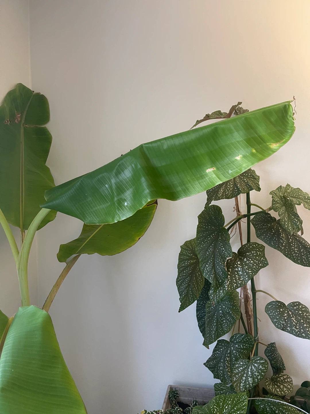 7 feet Blue Java Banana Plant