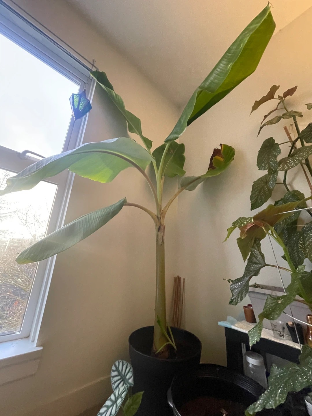 7 feet Blue Java Banana Plant - photo 3