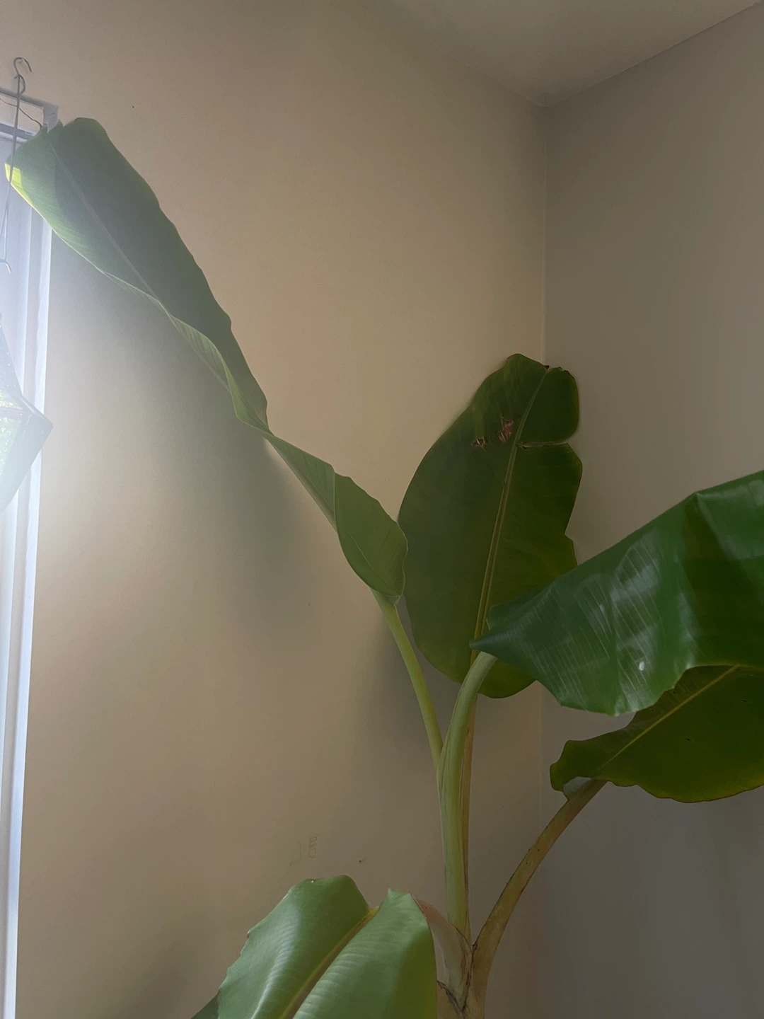 7 feet Blue Java Banana Plant - photo 2