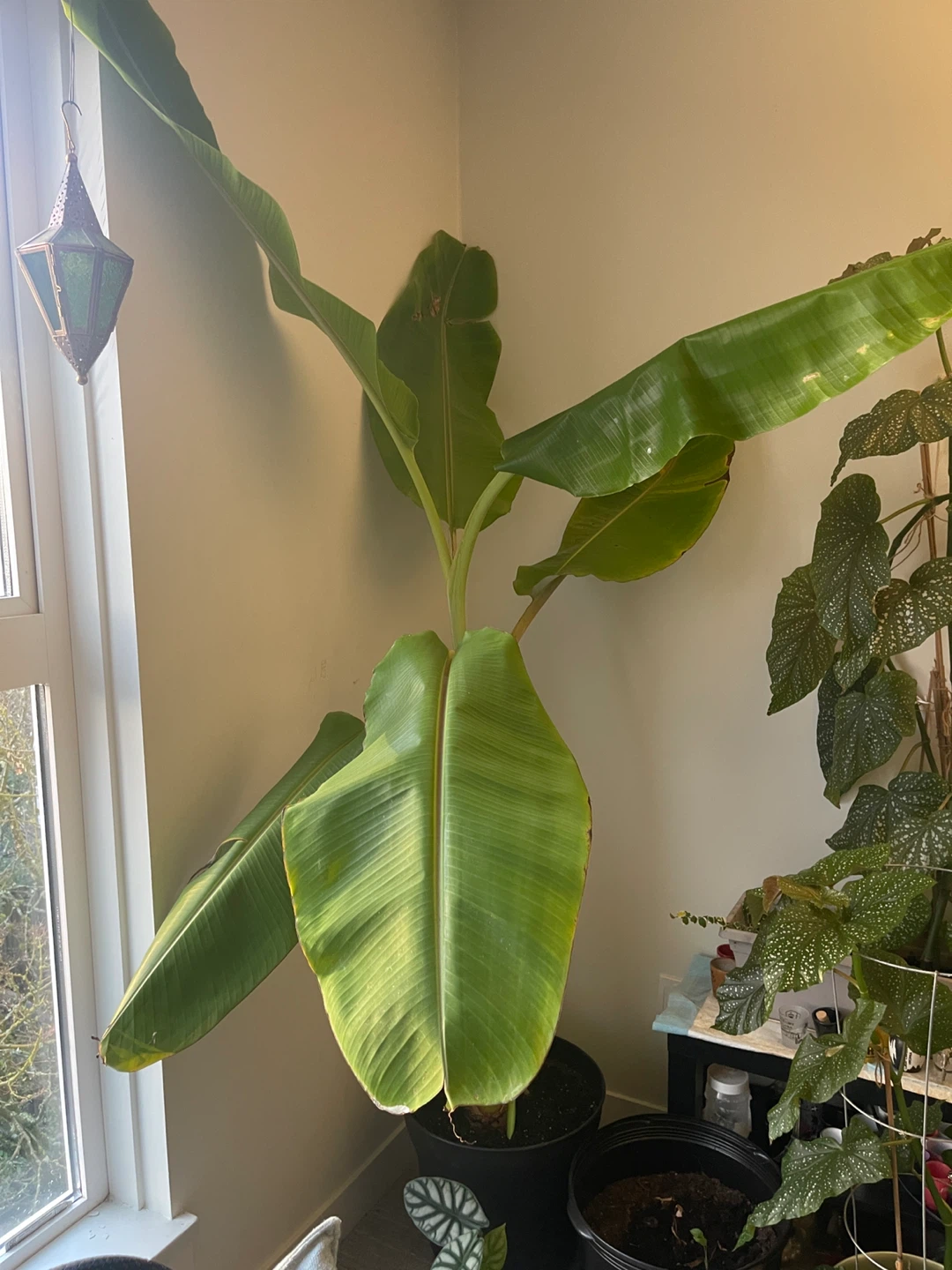 7 feet Blue Java Banana Plant - photo 4