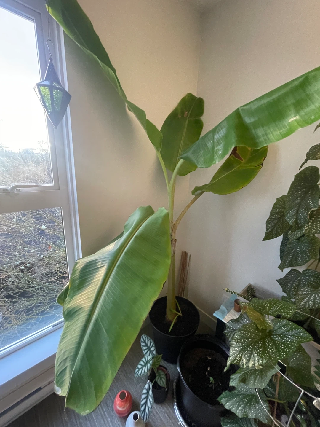 7 feet Blue Java Banana Plant - photo 5