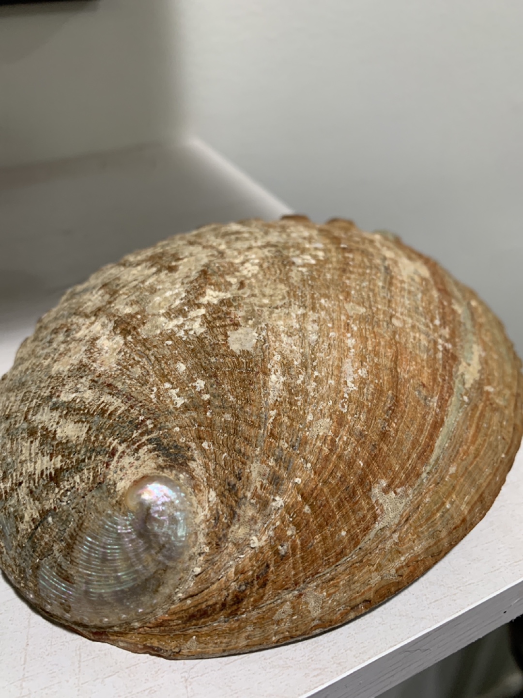 Abalone Shell with Wooden Stand - photo 2
